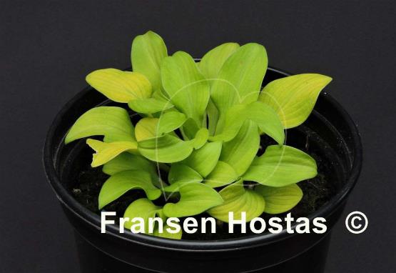 Hosta Sun Mouse